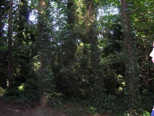 DSCN5448