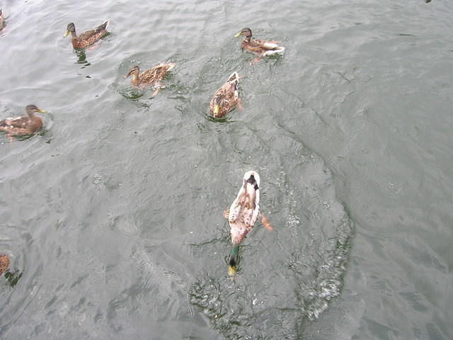 DSCN8489