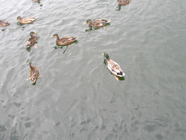 DSCN8491