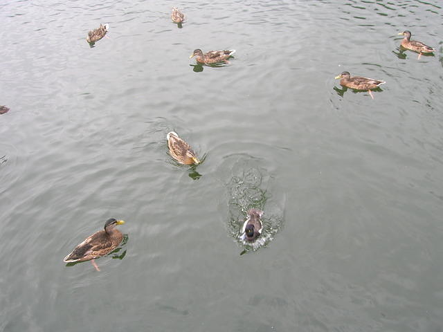 DSCN8495