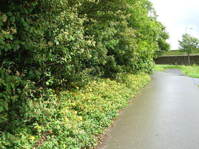 DSCN8525