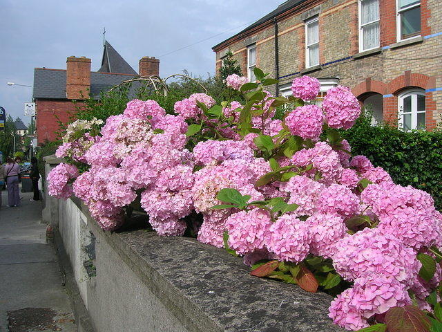 DSCN8741