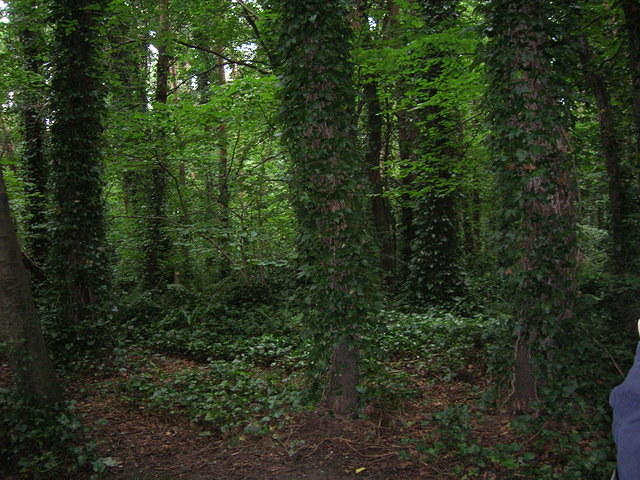 DSCN8910