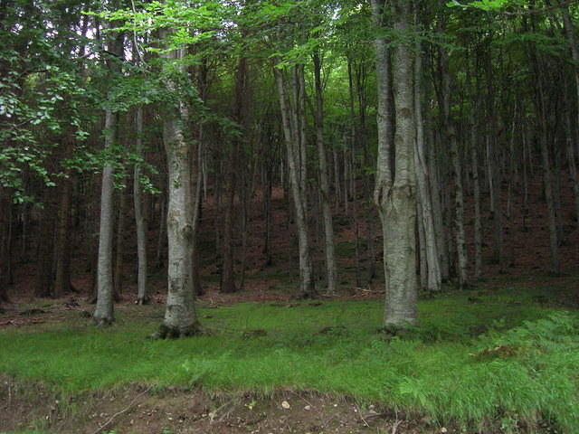 DSCN8973