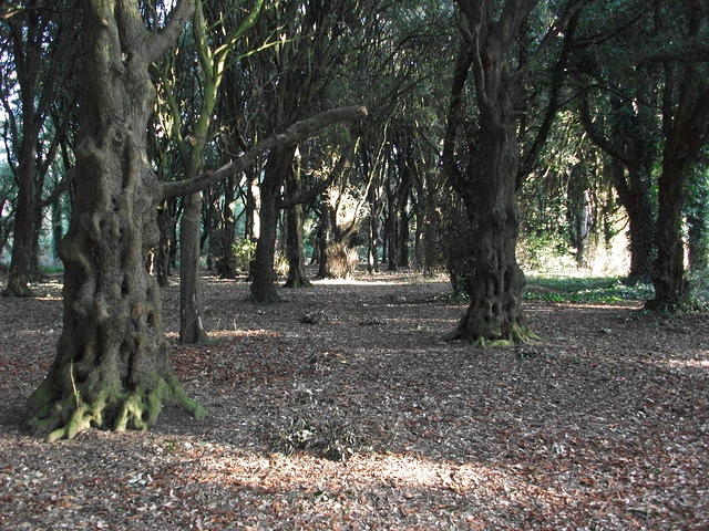 DSCF0052