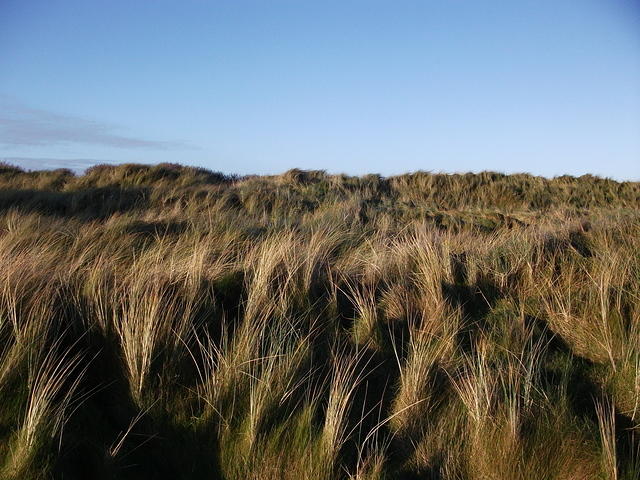 DSCF0103