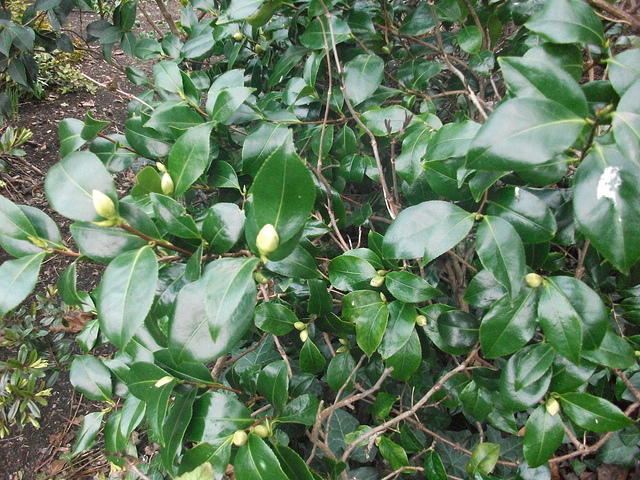 DSCF1783