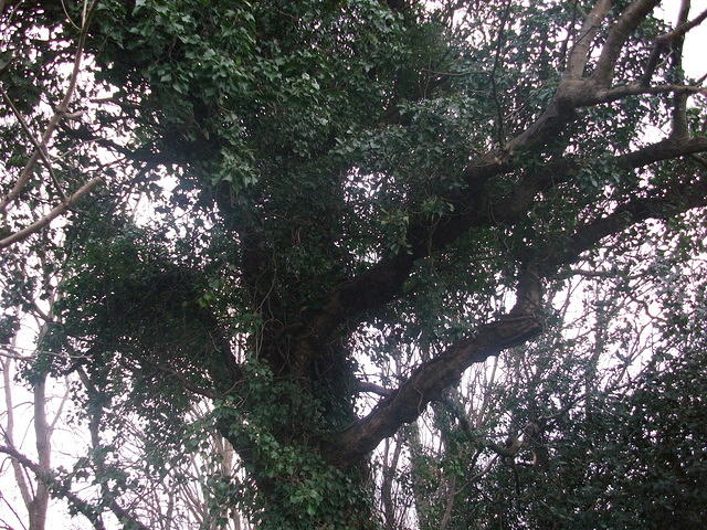 DSCF1784