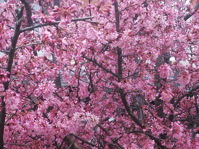 DSCF2285