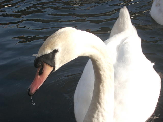 DSCF2322