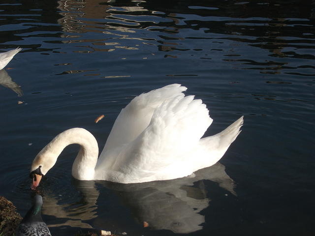 DSCF2334