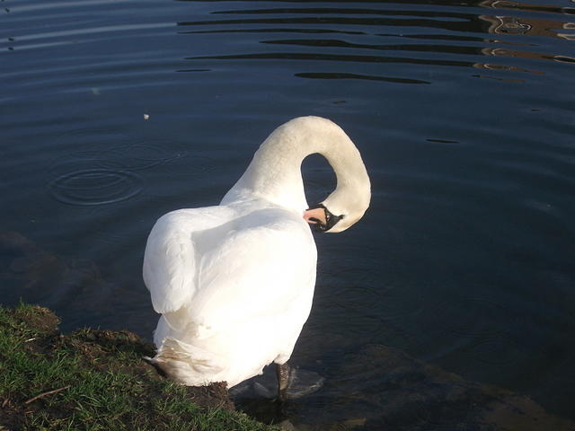 DSCF2340
