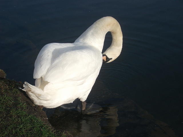 DSCF2341