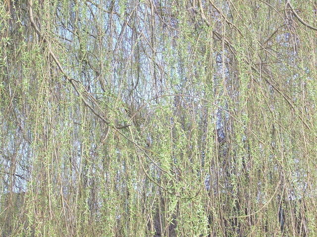 DSCF2343