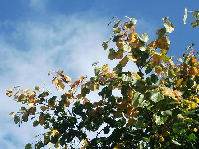 DSCF4098