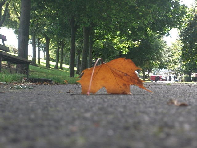DSCF4113