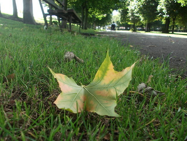 DSCF4116