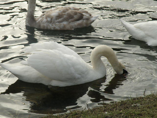 P1151241