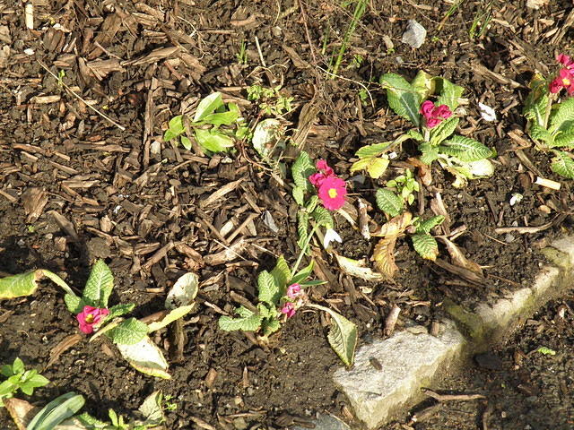 P2021655