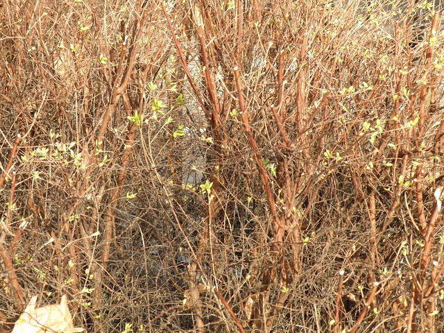 P2021656