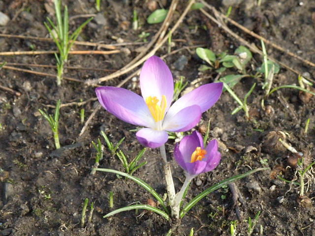 P2051786