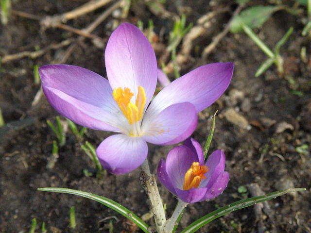 P2051790