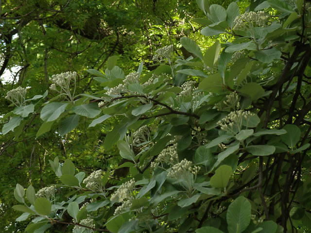 P5122119