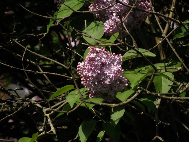 P5122120