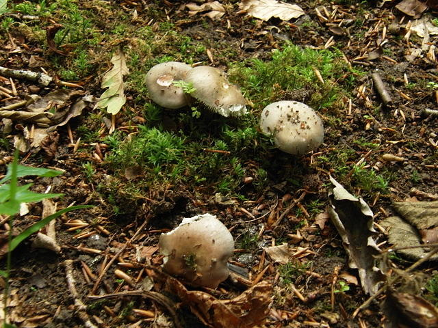 P7250021