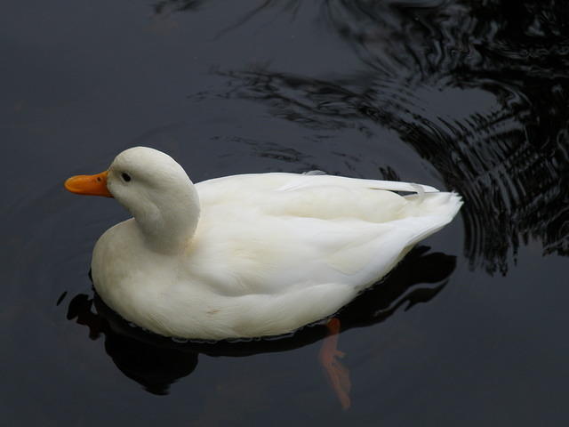 PB130691