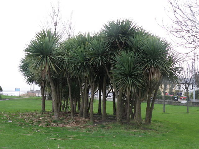 PC010017