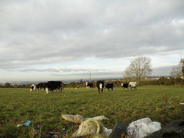 PC130446
