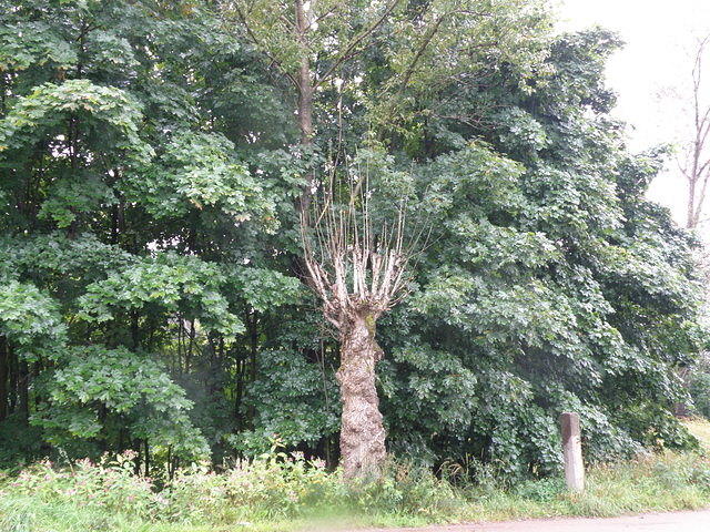 P8300431