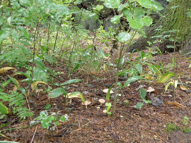 P8300485