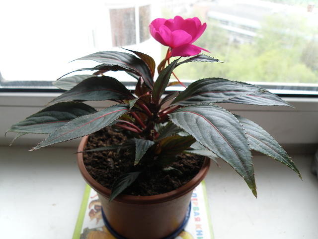 P5070267