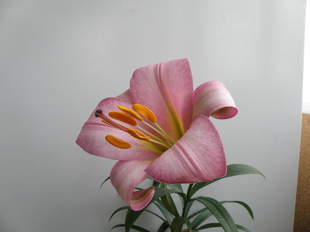 P5200434