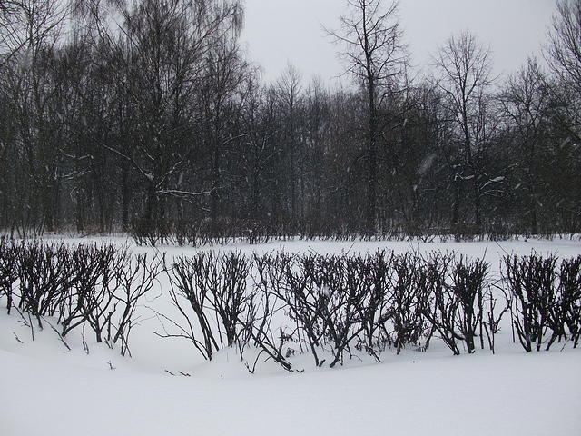 DSCF1104