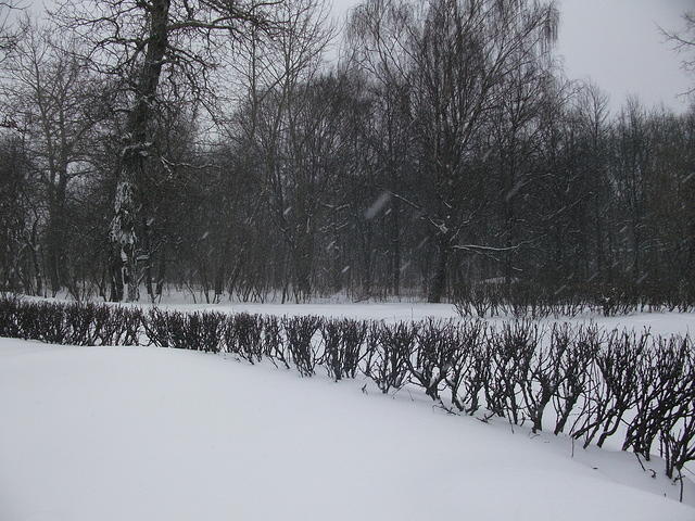 DSCF1105