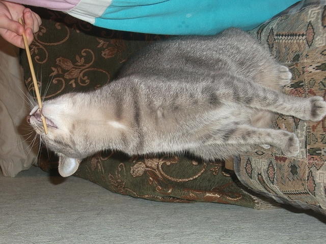 DSCF1123