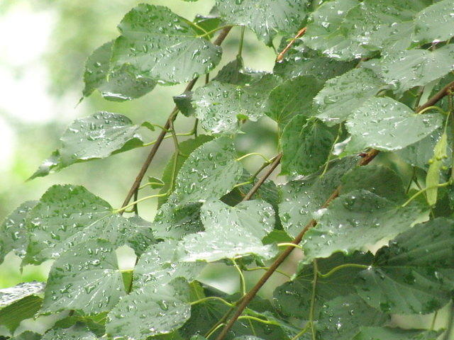 P6130853