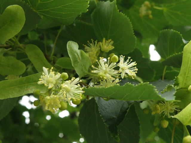 P6170969