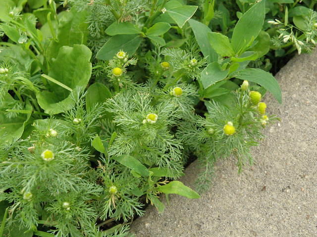 P6170987