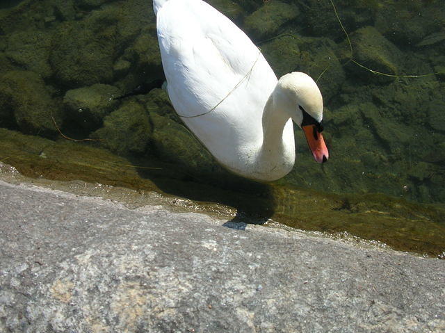 DSCN3384