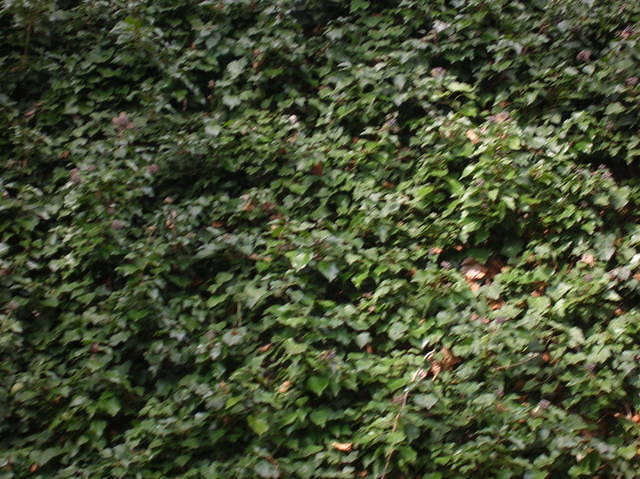 DSCN3398
