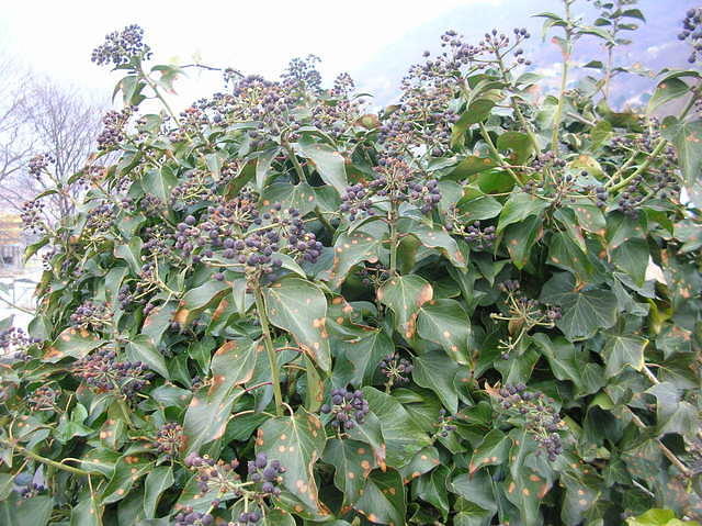 DSCN3591