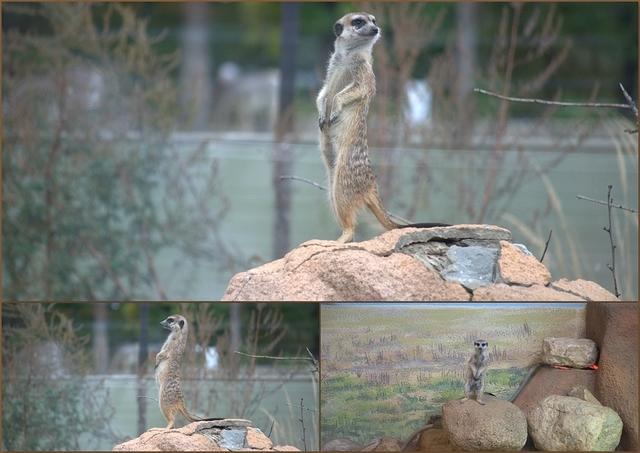 Zoo