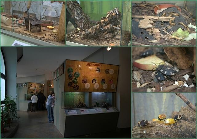 Zoo17