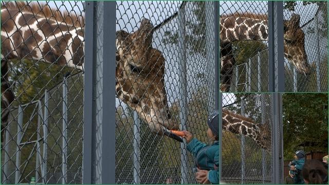 Zoo20