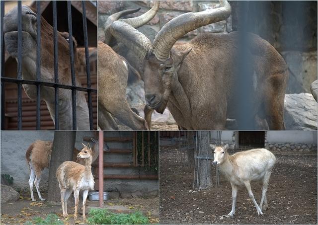 Zoo26