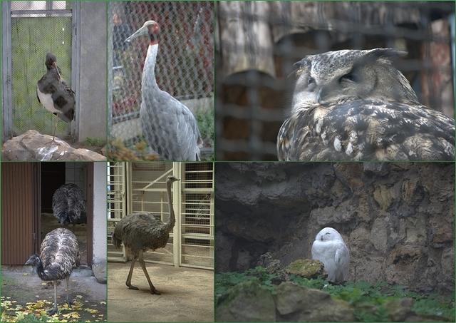 Zoo8